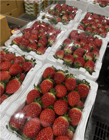 flvtogsmvdnsygsqfxtpkqkv20260108